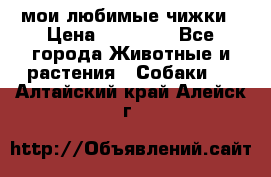 мои любимые чижки › Цена ­ 15 000 - Все города Животные и растения » Собаки   . Алтайский край,Алейск г.